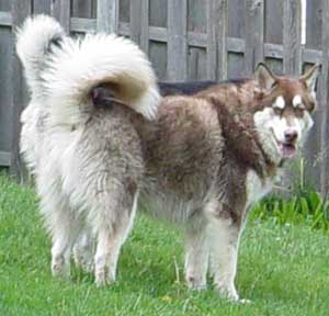 Hudons Malamutes - Cinnabar
